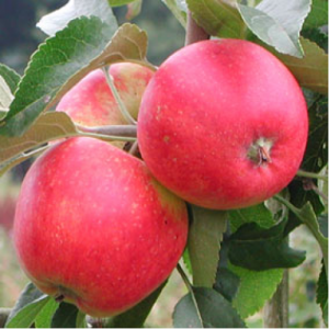 Jabloň stĺpovitá (Malus domestica) ´Vesna´ jesenná - 110-130 cm, kvetináčová